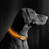 Kép 2/4 - LED-es nyakörv - akkumulátoros - S méret - narancs